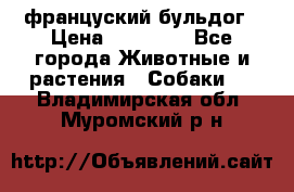 француский бульдог › Цена ­ 40 000 - Все города Животные и растения » Собаки   . Владимирская обл.,Муромский р-н